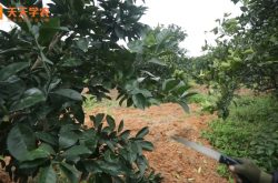 柑橘树种植初期剪芽施肥阶段