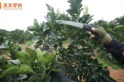 柑橘树种植技术修剪