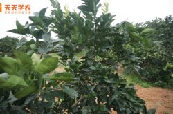 宜宾柑橘树苗图片