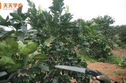 柑橘移栽后的施肥方法