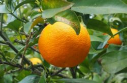柑橘种植影响因素