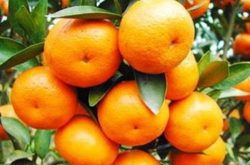 柑橘一般在哪种植比较好？