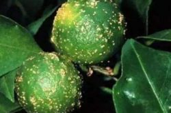戊菌唑对柑橘疮痂病有没有效果