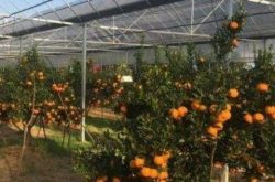 有没有一种北方抗寒柑橘的种植方法？