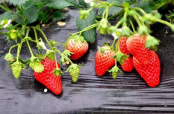 最适合草莓种植的环境及季节是怎样的？