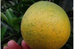 柑橘砂皮病田间药效试验准则是什么