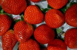 草莓苗容易得什么病？
