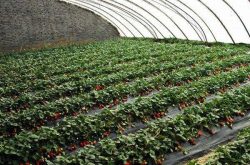 大棚草莓什么时候种？