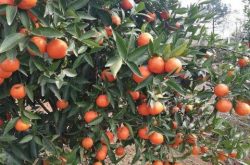 世纪红柑橘怎样种植