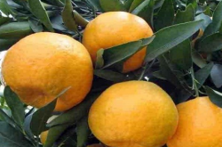 柑橘树怎么种植？