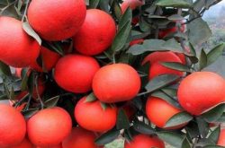 美国红柑橘种植技术是什么