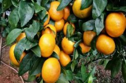 柑橘幼树钙肥施肥时间