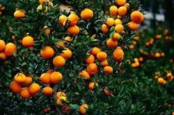 柑橘种植标准化战略