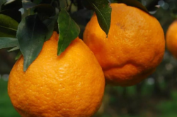 柑橘黄龙病防控三个一是什么？
