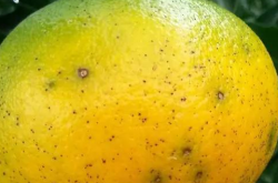 十月柑橘黄果是什么病？