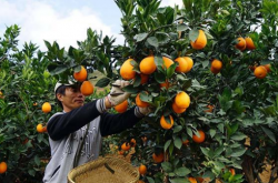 柑橘采摘后需施肥吗