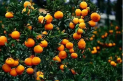 柑橘行业种植前景