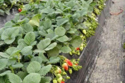 种植草莓怎么保证幼苗正常生长