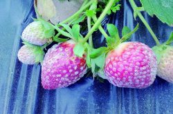 草莓白粉病和炭疽病的症状与防治方法