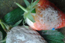 草莓上面有灰白色物体是草莓白粉病吗