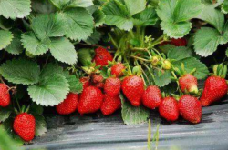草莓一般在多少月份才进行种植