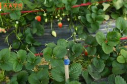 高产王草莓苗图片