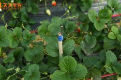 丰香草莓种植方法