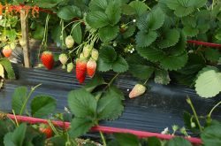 安徽脱毒草莓苗种植基地图片