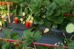 菌糠种植草莓技术