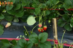 大棚草莓的种植管理技术