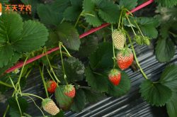 草莓小龚棚种植技术