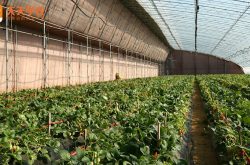 东北大棚草莓种植