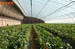 大棚草莓种植技术