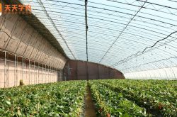 东北大棚草莓栽培技术