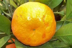 柑橘脂斑病