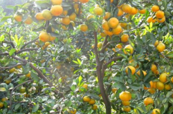 柑橘适合在北方种植吗