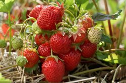 九九草莓种植方法