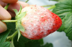 草莓白粉病用药