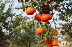柑橘褐腐病有哪药物？