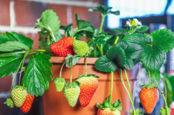 盆栽红颜草莓的种植技术有哪些呢