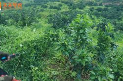 柑橘灌溉施肥一体化