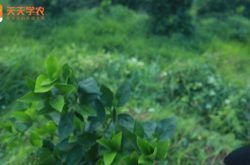 云南省宾川柑橘树苗图片