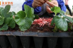 盆栽四季草莓种植方法