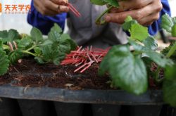 盆栽小草莓种植方法