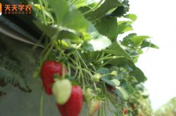 颍泉区草莓种植