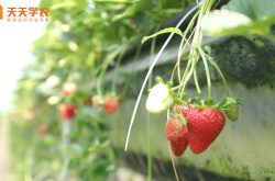 草莓大棚立体种植槽