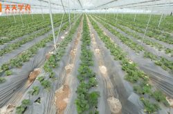 玉溪草莓的种植方法和技术