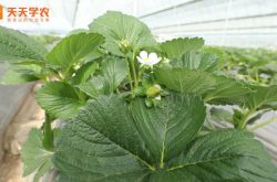 青州草莓苗图片