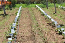 草莓亩产万斤的种植方法