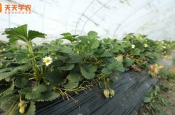 草莓苗的病虫害防治方法